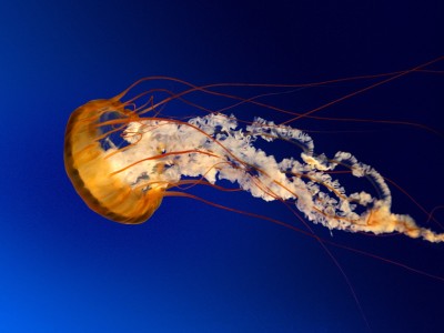 Jellyfish in water